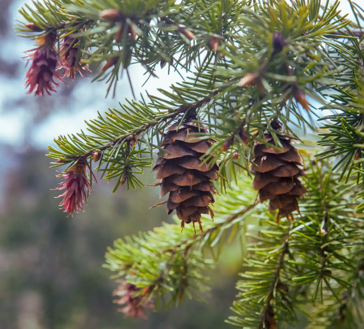 Shelled Afghan pine nuts